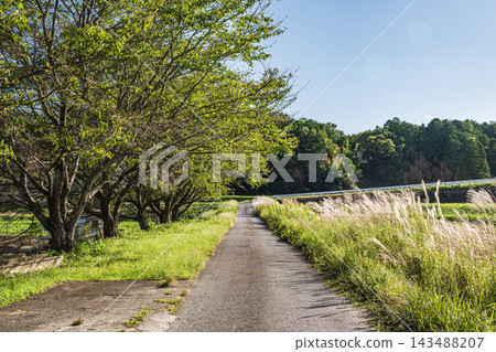 滋賀縣大津市伊賀立，農場道路旁的一排樹木 143488207