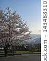 Springtime cherry blossom scenery in Hakuba Village, Nagano Prefecture, with views of the snow-capped Northern Alps [Nagano Hakuba Landscape Photo] 143488310