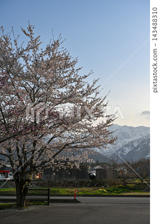 Springtime cherry blossom scenery in Hakuba Village, Nagano Prefecture, with views of the snow-capped Northern Alps [Nagano Hakuba Landscape Photo] 143488310