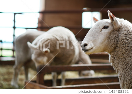 A sheep's profile with narrowed eyes and a sheep with its head bowed. A sheep's profile with narrowed eyes and a sheep with its head bowed. 143488331