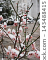 Plum blossoms covered in snow and branches with red buds 143488415