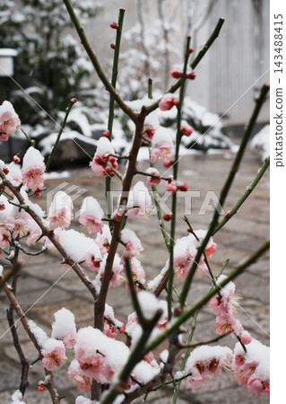 Plum blossoms covered in snow and branches with red buds Plum blossoms covered in snow and branches with red buds 143488415