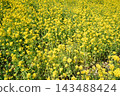 A vast field of rapeseed flowers fills the entire screen. 143488424