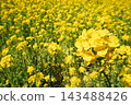 Large rape blossoms in the foreground and a field of flowers stretching as far as the eye can see. 143488426
