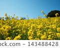 A field of rapeseed flowers and the blue sky, viewed from the ground. 143488428
