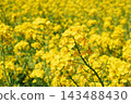 Flower clusters and stems growing diagonally against a backdrop of a rapeseed field. 143488430
