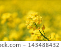 A single rapeseed flower floating in a yellow bokeh background. 143488432