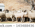 A dense flock of sheep facing me and a large tree 143488436