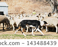 A tricolored sheepdog walking in front of a flock of sheep 143488439