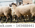 A flock of sheep walking by, including a black-faced sheep. 143488441