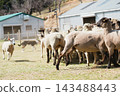 Sheep and lambs grazing in a pasture, and a sheepdog running in the background. 143488443