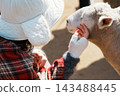 A hand stroking the sheep's chin and the sheep closing its eyes. 143488445