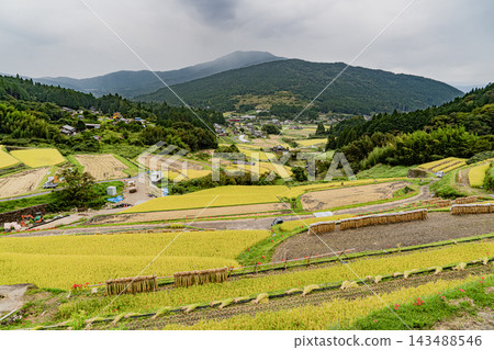 坂織梯田的秋景 143488546