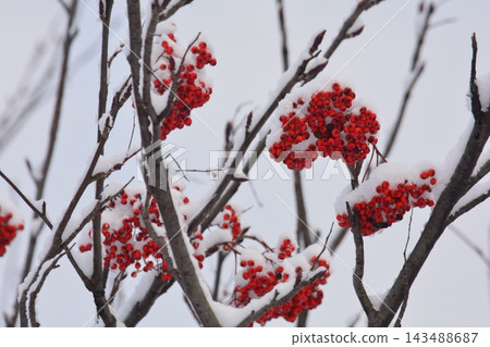 冬日景色中，覆蓋著積雪的歐洲花楸樹的紅色漿果格外醒目。 143488687