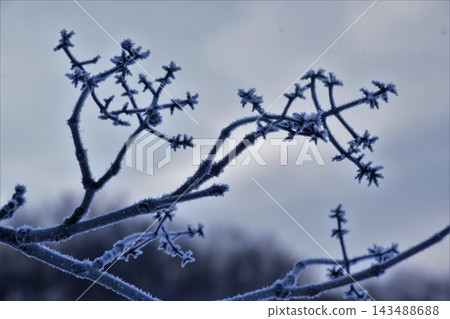 霜凍覆蓋的樹枝構成了一幅寧靜的冬日景色。 霜凍覆蓋的樹枝構成了一幅寧靜的冬日景色。 143488688