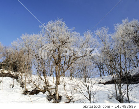 冬日雪景,雪原上樹木覆滿霜花,在藍天的襯托下閃閃發光。 冬日雪景,雪原上樹木覆滿霜花,在藍天的襯托下閃閃發光。 143488689