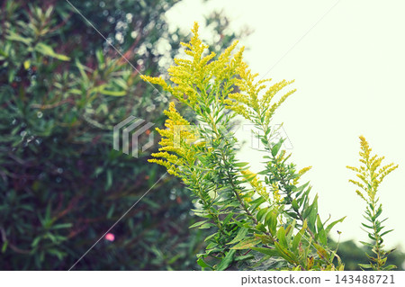 黃花 黃花 143488721