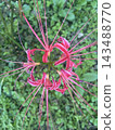 鮮豔的粉紅色蜘蛛百合在綠色背景的襯托下盛開 143488770