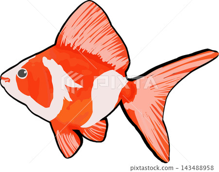 An illustration of a goldfish with beautiful red and white patterns. An illustration of a goldfish with beautiful red and white patterns. 143488958