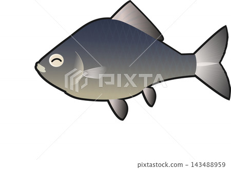 A simple illustration of a crucian carp. A simple illustration of a crucian carp. 143488959