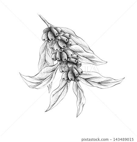 Botanical coffee branches, beans, leaves with seeds. Hand drawn with graphite pencil. Graphic monochrome isolated Illustration for coffee shop menus, packaging, cafe branding design Botanical coffee branches, beans, leaves with seeds. Hand drawn with graphite pencil. Graphic monochrome isolated Illustration for coffee shop menus, packaging, cafe branding design 143489015