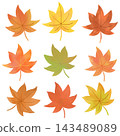Set of fallen autumn leaves 143489089