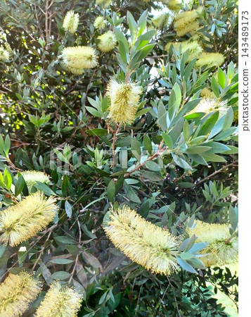 Bottlebrush tree with white flowers Bottlebrush tree with white flowers 143489173