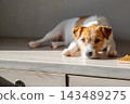Jack Russell terrier dog resting on wooden table in sunlit home interior. 143489275