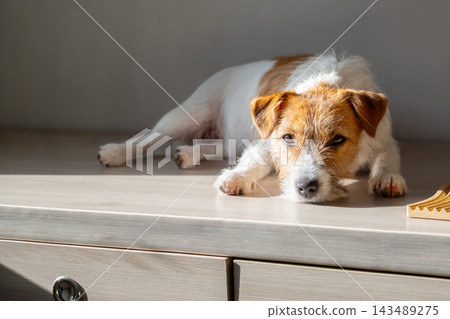 Jack Russell terrier dog resting on wooden table in sunlit home interior. Jack Russell terrier dog resting on wooden table in sunlit home interior. 143489275