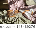 Jack Russell Terrier dog licking glass of fresh water on cozy bed. 143489276