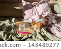 Dog resting on cozy bed with glass of water and supplement sachet for daily nutrition and dietary support. 143489277