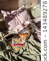 Small dog resting on bed with dietary supplements and smartphone for digital health tracking. 143489278