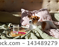 Jack Russell Terrier resting on comfortable bed with glass of water and health supplements on wooden tray. 143489279