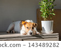 Small jack russell terrier dog resting on wooden cabinet next to green houseplant in sunlit living room. 143489282