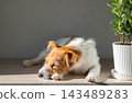 Sleepy jack russell terrier dog resting on wooden table with houseplant in sunlit home interior. 143489283