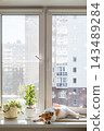 Small dog sleeping on sunny windowsill with indoor plants in modern apartment during the day. 143489284