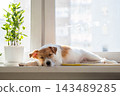 Small terrier sleeping on windowsill beside potted plant. Pet dog resting indoors by window. 143489285