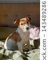Small terrier dog sitting on cozy bed in sunlit bedroom. 143489286