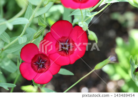 Red-flowered flax Red-flowered flax 143489454