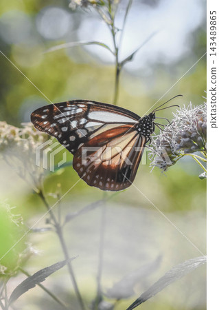 Migratory butterfly Chestnut tiger Migratory butterfly Chestnut tiger 143489865