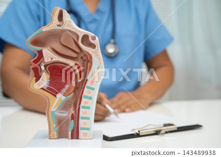 Asian doctor with nasal oral throat cavity neck human anatomy model for study diagnosis and treatment in hospital. Asian doctor with nasal oral throat cavity neck human anatomy model for study diagnosis and treatment in hospital. 143489938