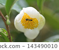 螞蟻在白茶花上尋找花蜜的特寫。 143490010