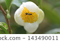 螞蟻在白茶花上尋找花蜜的特寫。 143490011