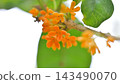 桂花樹開了第二次的小橙色花朵。 143490070