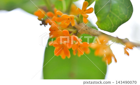 桂花樹開了第二次的小橙色花朵。 143490070