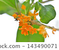 桂花樹開了第二次的小橙色花朵。 143490071