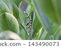 The larva of the clover 143490073