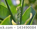 The larva of the clover 143490084