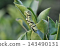 The larva of the clover 143490131