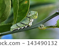 The larva of the clover 143490132